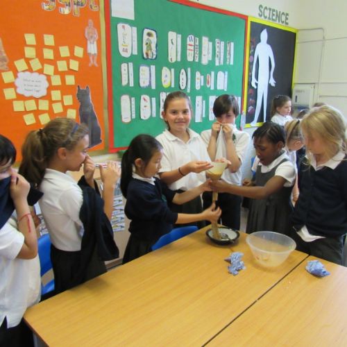 The digestive system: Making poo!